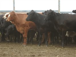 136 EU  Angus X Droughtmaster Weaners