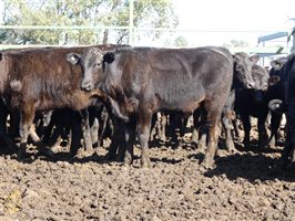 81  Wagyu Cows & Calves