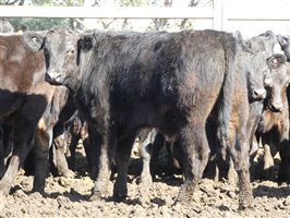 81  Wagyu Cows & Calves