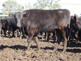 81  Wagyu Cows & Calves