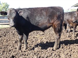 81  Wagyu Cows & Calves
