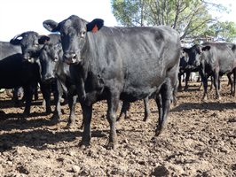 81  Wagyu Cows & Calves