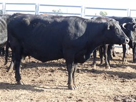 81  Wagyu Cows & Calves