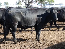 81  Wagyu Cows & Calves