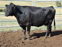 81  Wagyu Cows & Calves