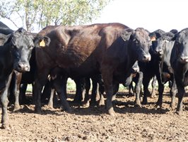81  Wagyu Cows & Calves
