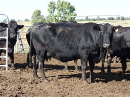 81  Wagyu Cows & Calves