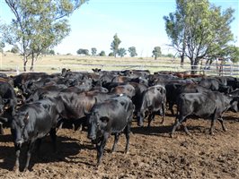 81  Wagyu Cows & Calves