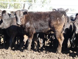 81  Wagyu Cows & Calves
