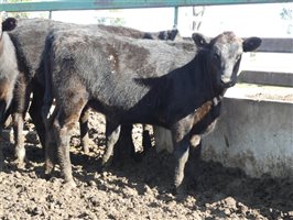 81  Wagyu Cows & Calves