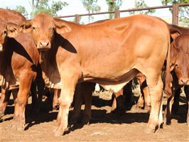 260 EU PCAS MSA  Droughtmaster Steers