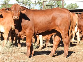 260 EU PCAS MSA  Droughtmaster Steers