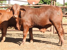 260 EU PCAS MSA  Droughtmaster Steers