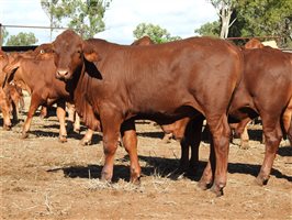 260 EU PCAS MSA  Droughtmaster Steers