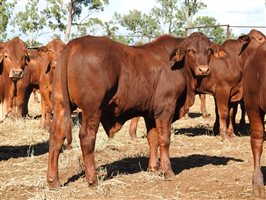 260 EU PCAS MSA  Droughtmaster Steers