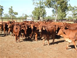 260 EU PCAS MSA  Droughtmaster Steers