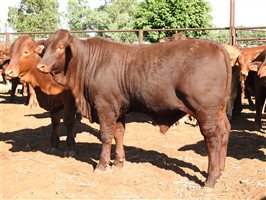 260 EU PCAS MSA  Droughtmaster Steers