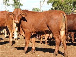 260 EU PCAS MSA  Droughtmaster Steers