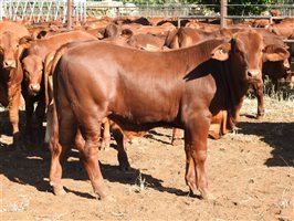 260 EU PCAS MSA  Droughtmaster Steers