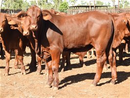 260 EU PCAS MSA  Droughtmaster Steers