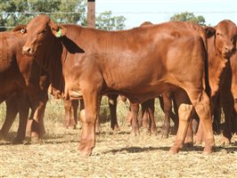 95 EU PCAS MSA  Droughtmaster Heifers