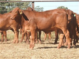 95 EU PCAS MSA  Droughtmaster Heifers