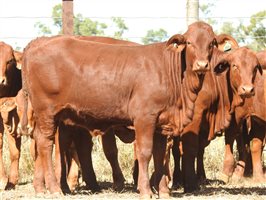 95 EU PCAS MSA  Droughtmaster Heifers