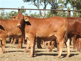 95 EU PCAS MSA  Droughtmaster Heifers