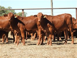 95 EU PCAS MSA  Droughtmaster Heifers