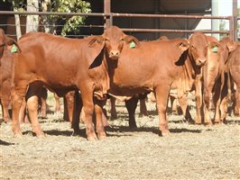 95 EU PCAS MSA  Droughtmaster Heifers