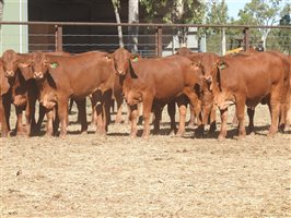 95 EU PCAS MSA  Droughtmaster Heifers