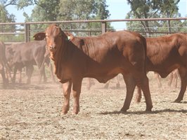 95 EU PCAS MSA  Droughtmaster Heifers