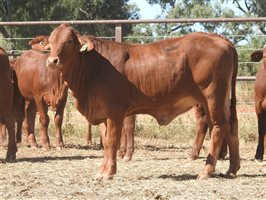 95 EU PCAS MSA  Droughtmaster Heifers