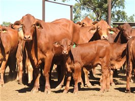 32  Droughtmaster Cows & Calves