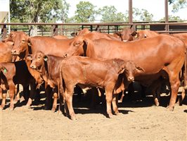32  Droughtmaster Cows & Calves