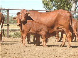 32  Droughtmaster Cows & Calves