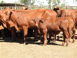 32  Droughtmaster Cows & Calves