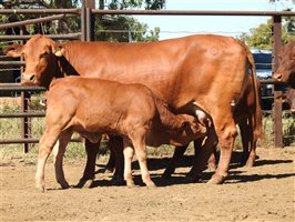 32  Droughtmaster Cows & Calves