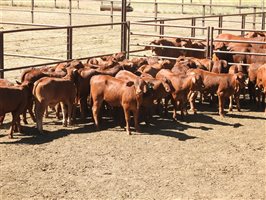 32  Droughtmaster Cows & Calves