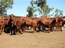 32  Droughtmaster Cows & Calves