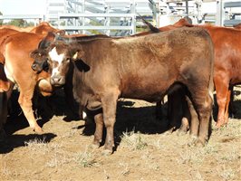 2105 EU PCAS MSA  Angus X Charolais Other