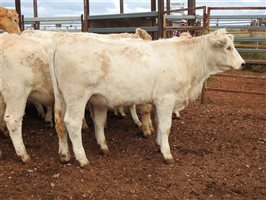 2105 EU PCAS MSA  Angus X Charolais Other
