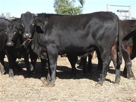 2105 EU PCAS MSA  Angus X Charolais Other