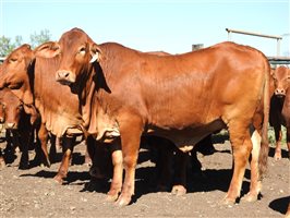 2105 EU PCAS MSA  Angus X Charolais Other