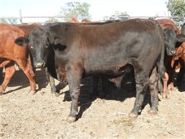 2105 EU PCAS MSA  Angus X Charolais Other