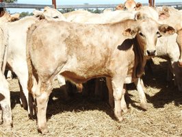 2105 EU PCAS MSA  Angus X Charolais Other