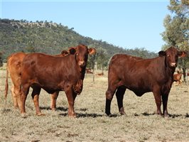 2105 EU PCAS MSA  Angus X Charolais Other