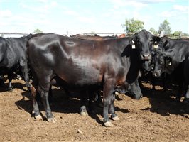 235  Angus X Composite Cows