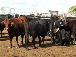 235  Angus X Composite
 Cows