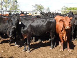 235  Angus X Composite Cows